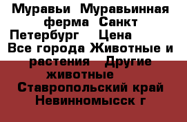 Муравьи, Муравьинная ферма. Санкт-Петербург. › Цена ­ 550 - Все города Животные и растения » Другие животные   . Ставропольский край,Невинномысск г.